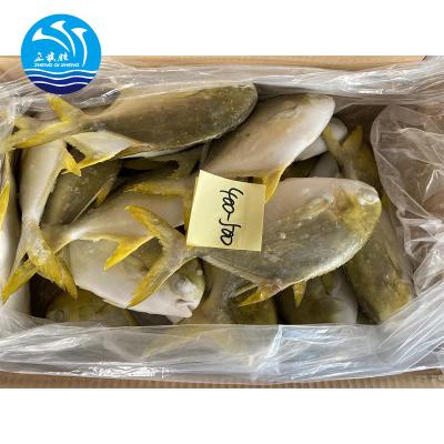 China FROZEN Supply FROZEN Golden Pompano Pompano Golden Fish for sale