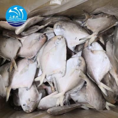 China Wholesale high quality FROZEN pacific ocean pomfret silverfish for sale