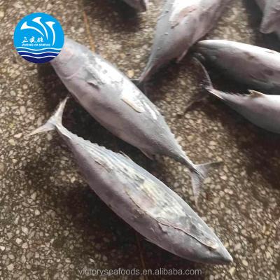 China Orientalis de Sarda Frozen Whole Round Striped Bonito Tuna Fish 300-500g for sale