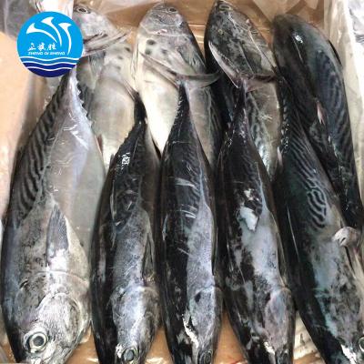 China FROZEN Frozen Frozen Bonito Seafood With High Quality for sale