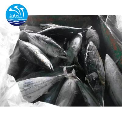 China Wholesale Frozen Seafood FROZEN 1.8 Kg Up Bulk Pack Tuna Whole Round Frozen Skipjack Tuna for sale