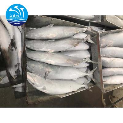 China New Catch Seafood from Seafrozen Tuna Bonito Frozen Fish Fresh 1.8KG for sale