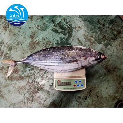 China Wholesale Good Price 1.8kg~3kg Whole Round Frozen Skipjack 1.8KG for sale