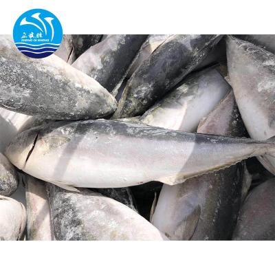 China FROZEN fresh frozen amberjacks from China for sale