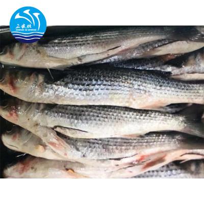 China High Quality Gutted Frozen Gray Mullet Fish FROZEN for sale