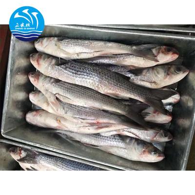 China Cheap Price FROZEN Gray Mullet Gutted Frozen From Wholesaler for sale