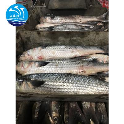 China Frozen Gray Mullet Gutted Without Roe FROZEN for sale