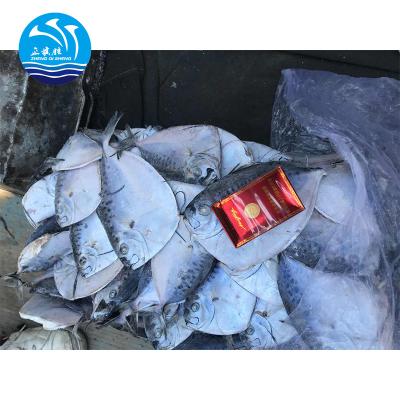 China FROZEN Seafood High Protein Frozen Moonfish for sale