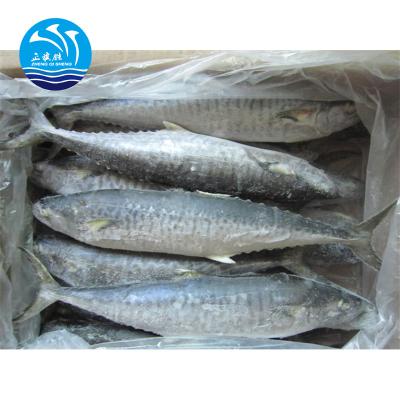 China FROZEN Spanish mackerel frozen fish for sale