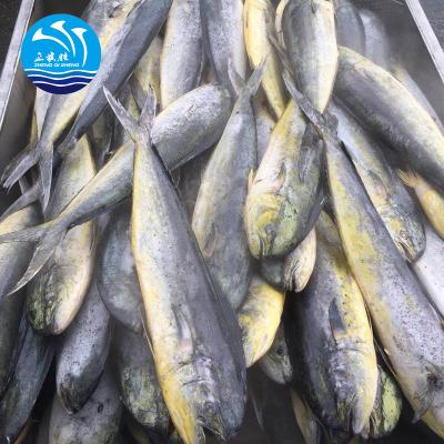 China best quality mahi whole frozen fish JELLY with best service and low price for sale