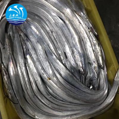 China BQF FROZEN Fresh Frozen Ribbon Whole Round Fish For Sale for sale