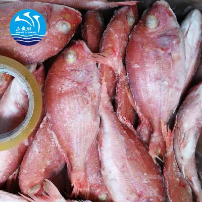 China FROZEN high quality frozen snapper for sale