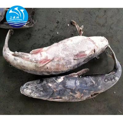 China Good Quality FROZEN Whole Round Catfish for sale