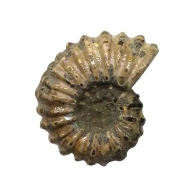 China Europe Shell Fossil Prehistoric Ammonite Fossils Natural Rough Wholesale for sale