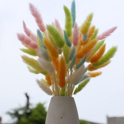 China Garden Size Quality Colorful Rabbit Tails Dried Flowers Grass Preserved Bulk Rabbit Tail Grass Flower for sale