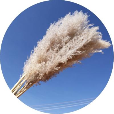 China Garden Tall Pampas Grass Dried Pompas Grass Flower 120cm Tall For Wedding Decoration for sale