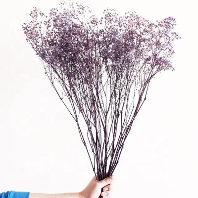 China Home Decoration Hot Selling Quality Dried Natural Preserved Dried Flowers Baby's Breath Gypsophila Flower For Wedding Home Decoration for sale