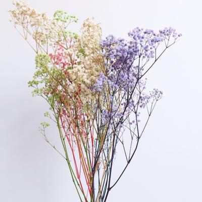 China Home Decoration Wholesale Natural Dry Flowers Preserved Flower Dry Flower Baby's Breath Eternal Gypsophila for sale