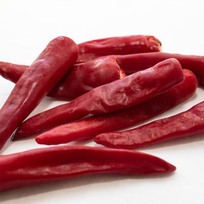 China hot selling fresh frozen chilli peppers new bulk frozen good quality FROZEN cultivation for export for sale