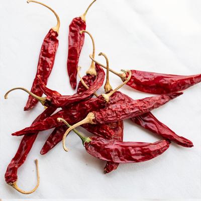 China Good price high quality dry wholesale dried seasoning natural dry red chili with wholesale price for sale