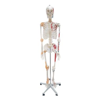 China Teaching Medical School Equipment Half-body Cpr Human Electronic Training Manikin Models For Skeleton Exercising With Muscles And Ligaments for sale