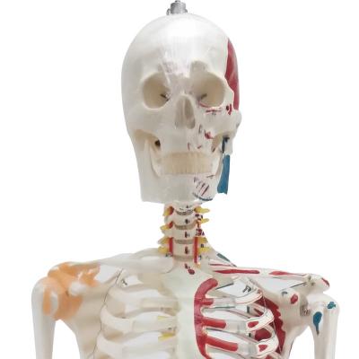 China Manikin Bone Model And Human Skull Teaching Medical Model for sale