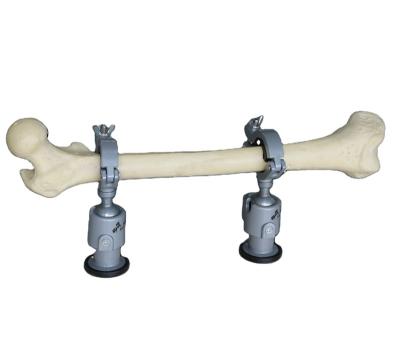 China Teaching Pelvis Model Head Of Occipital Spine Of Femur And Spinal Nerves With Muscle for sale