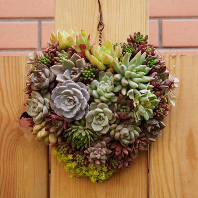 China Minimalist Heart Shaped Wall Art Decoration Garden Metal Planter Pots For Home Decoration Heart Shaped Planting Tool for sale