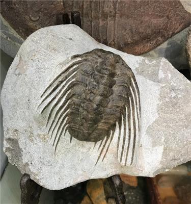 China China Wholesale Natural Fossil Specimen Trilobite Fossils For Decoration for sale