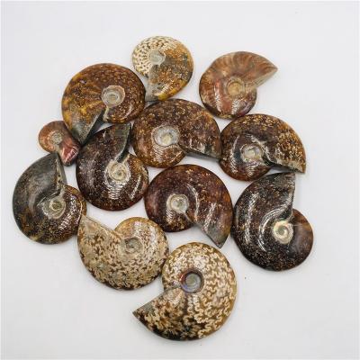 China Natural China Rainbow Snail Ammonite Specimen Conch Mineral Fossil For Wholesale for sale