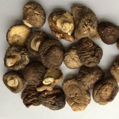 China 2019 Most Popular Dry Shiitake Mushroom Bulk Dry Matsutake for sale