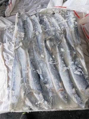 China Frozen Sea Mackerel/Seafood Frozen Mackerel Fish (Scomber japonicus) /BQF Frozen Pacific Mackerel Fish for sale