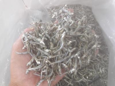 China Whole Dried Anchovy/Dried Anchovy Fish/Sun Dried Dried Anchovy for sale