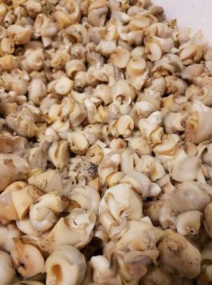 China Edible Sea Snails,Giant Sea Snails,Bulk Frozen Sea Snail,Unshelled Edible Snails for sale