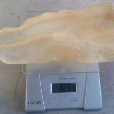 China Whole EEL Fish Maws/Processed Dried Fish Maws,Air Dried Fish Maws,Salted Fish Maws for sale