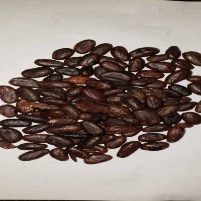 China Dried Cocoa Beans Wholesale,Sun Dried Beans ,Cocoa Beans Powder for Chocolate 25kg for sale