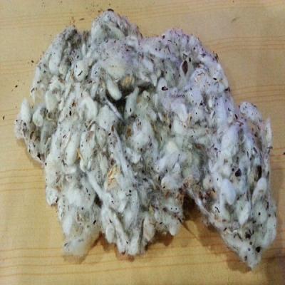 China Pure White Cotton Hull Seed,Processed Cotton Seed Hull,Wholesale Cotton Seed Hull for sale