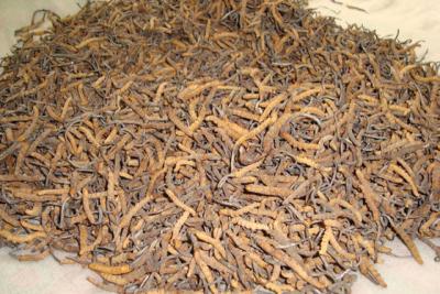 China Dried Cordyceps Sinensis,Wholesale Caterpillar Fungus,Medicinal Cordyceps Sinensis for sale