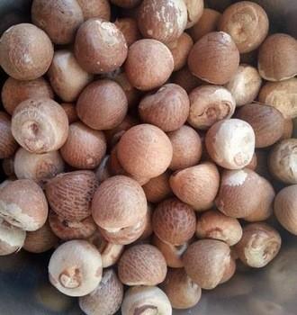 China Whole Dried Betel Nuts 70% /Dried Betel Nuts/Processed Betel Nuts for sale