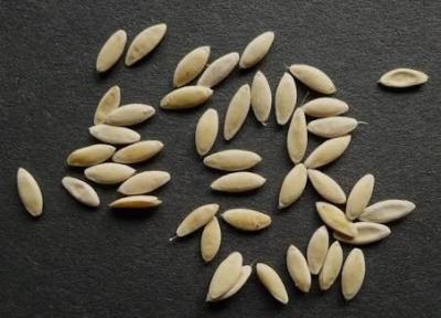 China Cucumber Seed Wholesale,Agro Cucumber Seed,Dried Cucumber Seeds,Garden Cucumber Seeds for sale