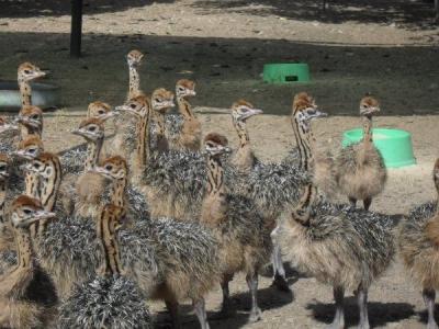 China Live Ostrich Chicks for Sale/Ostrich Birds Wholesale/ Ostrich Birds/Ostrich Eggs for sale