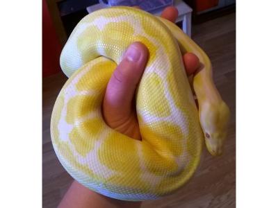 China Yellow Female Albino Ball Python,Wholesale Albino Ball Python,Male & Female Albino Ball Python for sale