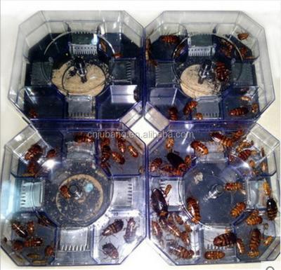 China Viable Anti Cockroach Control Box Trap Cockroach Trap / Anti Cockroach Safe Drain / Cockroach Insert Killer for sale