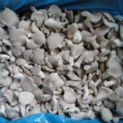 China Pleurotus Dry Frozen Ostreatus for sale