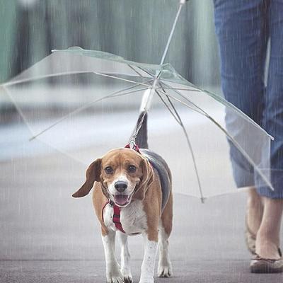 China Modern Outdoor Folding Leash Pug Dog Rainproof Transparent Umbrella For Pet for sale