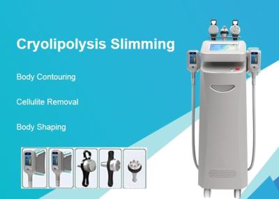 China Helada gordo vertical de Cryolipolysis que adelgaza la máquina para el cuerpo que forma dos años de garantía en venta