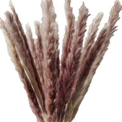 China 15 Pcs Hot Sale Environmental Natural Dry Reed Flower Dried Indoor Plants For Decoration for sale