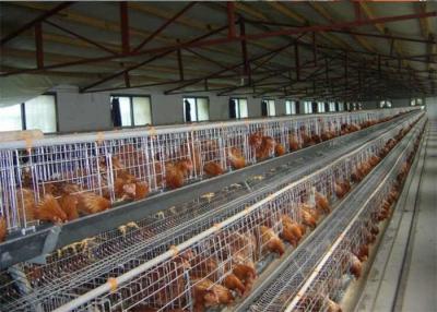 Cina Tipo galvanizzato immerso caldo gabbia di Q235 H del pollo di strato per l'azienda agricola in vendita