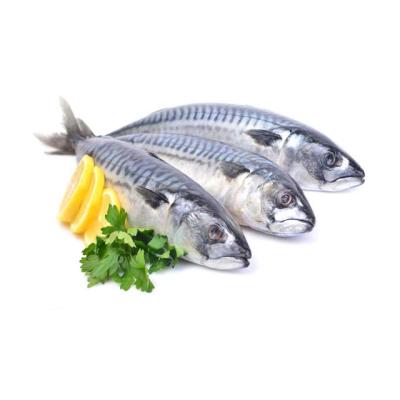 China FROZEN Fresh Pacific Mackerel Fish HGT Frozen Competitive Price for sale