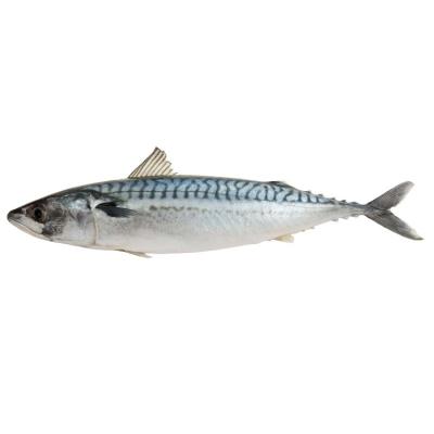 China Pacific Mackerel IQF Frozen Seafood Natural Blue Mackerel for sale